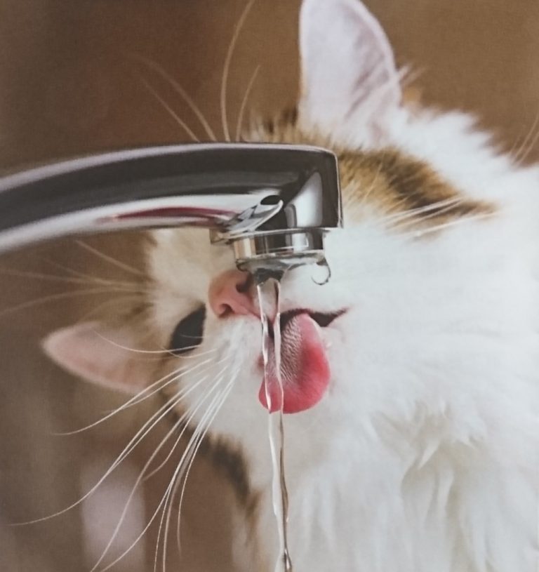 猫の尿路感染症