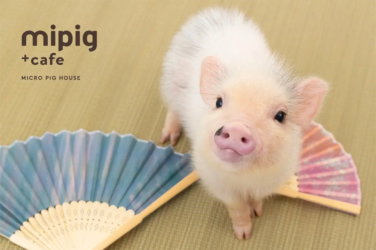 ぶたさんへ会いに - こにし動物クリニック